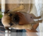 Small Photo #26 American Bullnese-French Bulldog Mix Puppy For Sale in DISCOVERY BAY, CA, USA