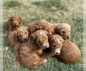 Goldendoodle (Miniature) Puppy for sale in SAN FRANCISCO, CA, USA