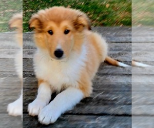 Collie Puppy for Sale in CHARLOTTE, North Carolina USA