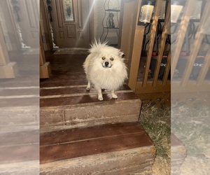 Mother of the Pomeranian puppies born on 06/05/2025