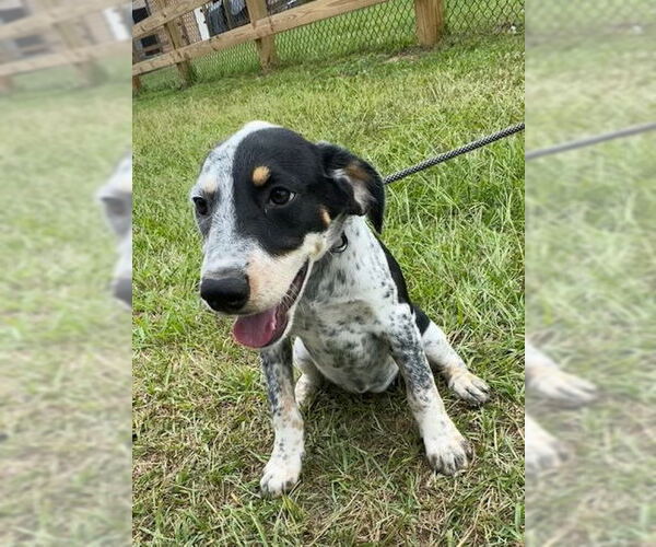 Medium Photo #5 Pointer-Unknown Mix Puppy For Sale in Tarrytown, GA, USA