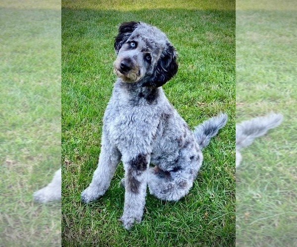 Medium Photo #1 Aussiedoodle-Poodle (Standard) Mix Puppy For Sale in MARYVILLE, TN, USA