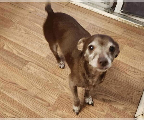 Medium Photo #3 Chihuahua-Unknown Mix Puppy For Sale in Texarkana, TX, USA