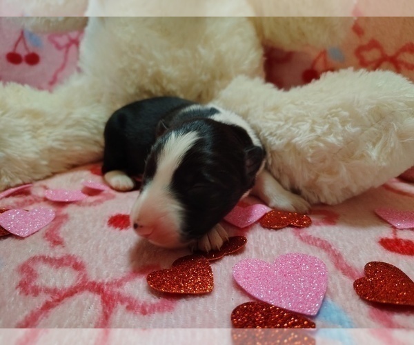 Medium Photo #287 Border Collie Puppy For Sale in NORBORNE, MO, USA