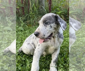 Great Dane Puppy for Sale in PATRIOT, Ohio USA