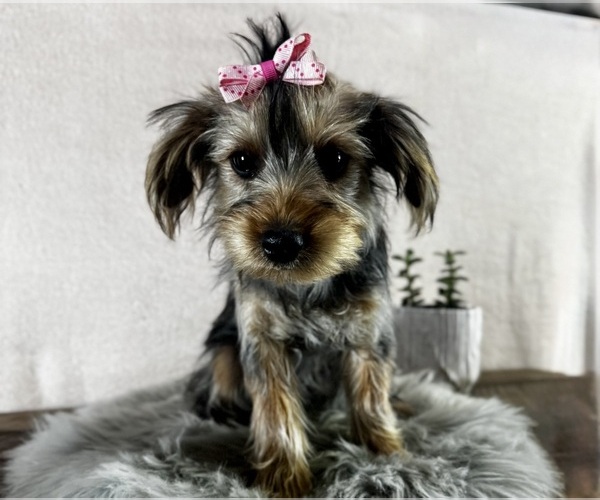 Medium Photo #1 Yorkshire Terrier Puppy For Sale in NAPPANEE, IN, USA