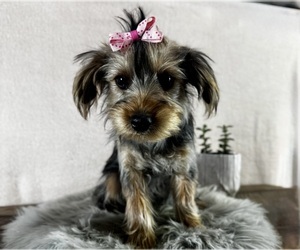 Yorkshire Terrier Puppy for sale in NAPPANEE, IN, USA