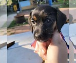 Small #6 Chiweenie