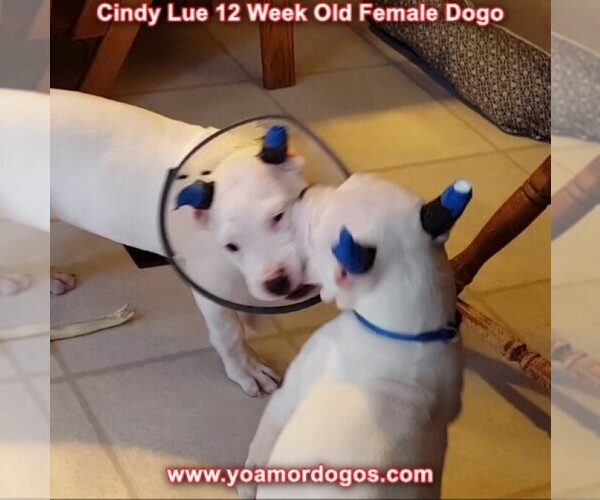 Medium Photo #148 Dogo Argentino Puppy For Sale in PINEVILLE, MO, USA