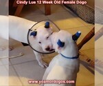 Small Photo #148 Dogo Argentino Puppy For Sale in PINEVILLE, MO, USA