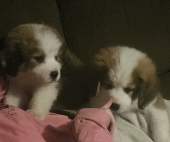 Medium Photo #1 Great Bernese Puppy For Sale in WAVERLY, OH, USA