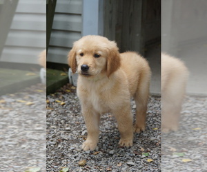 Golden Retriever Puppy for sale in MILLERSBURG, OH, USA