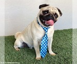 Small #1 Pug Mix