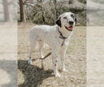 Small #8 Lab-Pointer