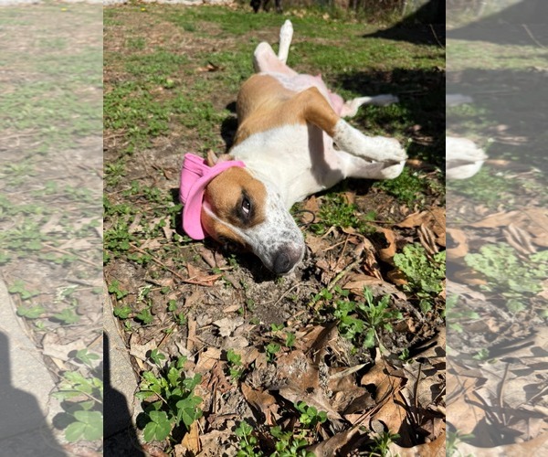 Medium Photo #9 Mutt Puppy For Sale in Holly Springs, NC, USA
