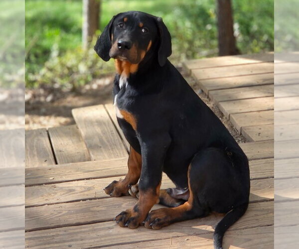 Medium Photo #2 Coonhound-Unknown Mix Puppy For Sale in Canton, CT, USA