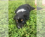 Small Australian Shepherd