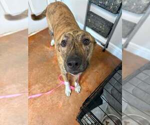 Holland Shepherd-Unknown Mix Dogs for adoption in Bolivar, MO, USA