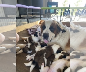 Mother of the Saint Bernard puppies born on 07/07/2022