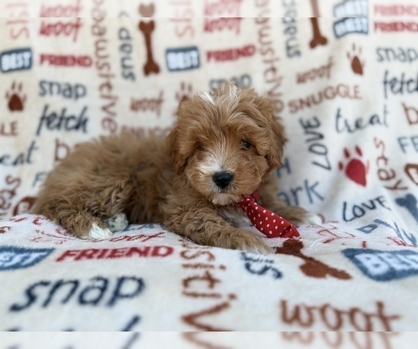 Medium Photo #7 Cavapoo (Miniature) Puppy For Sale in LAKELAND, FL, USA