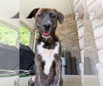 Small #2 Labrador Retriever Mix