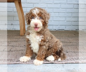 Bernedoodle (Miniature) Puppy for sale in NARVON, PA, USA