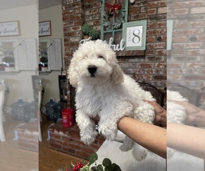 Bichon Frise Puppy for sale in STOCKTON, CA, USA