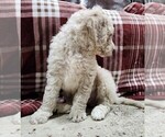 Small #1 Goldendoodle