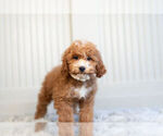 Small #2 Cockapoo