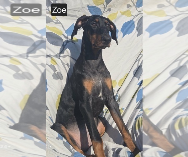 Medium Photo #7 Doberman Pinscher Puppy For Sale in POMEROY, OH, USA