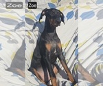 Small #6 Doberman Pinscher