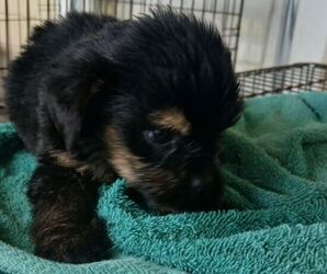 Shorkie Tzu Puppy for Sale in VIRGINIA BEACH, Virginia USA