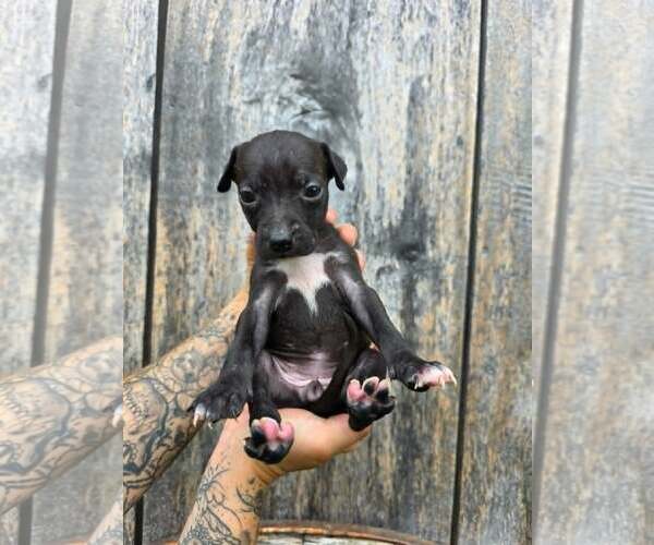 Medium Photo #1 American Pit Bull Terrier-American Staffordshire Terrier Mix Puppy For Sale in Frankenmuth, MI, USA