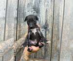 Small American Pit Bull Terrier-American Staffordshire Terrier Mix