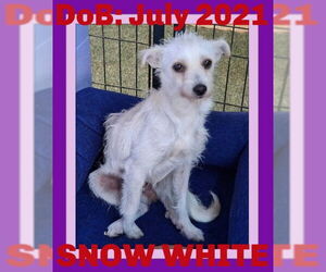 Mutt Dogs for adoption in Sebec, ME, USA