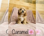Small #9 Cavalier King Charles Spaniel-Poodle (Standard) Mix