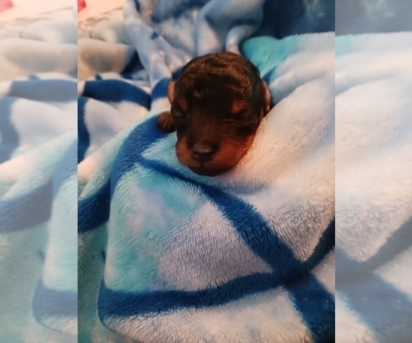 Medium Photo #4 Poodle (Toy) Puppy For Sale in SAVANNAH, GA, USA