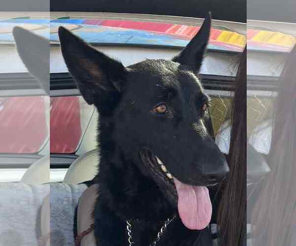 Medium Photo #8 German Shepherd Dog Puppy For Sale in Plantation, FL, USA