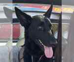 Small #7 German Shepherd Dog