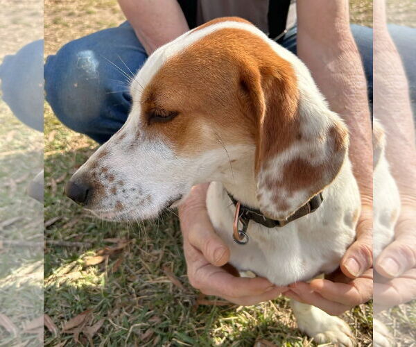 Medium Photo #10 Bagle Hound Puppy For Sale in Dunnellon, FL, USA