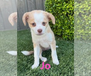 Papillon Dogs for adoption in Mission Viejo, CA, USA