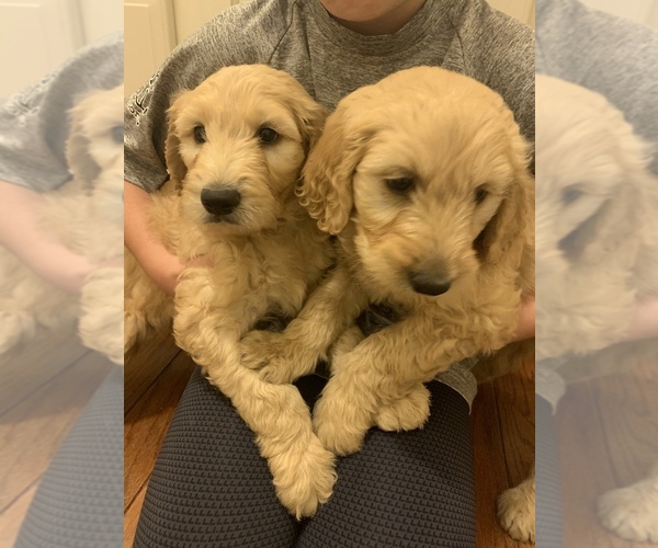 Medium Photo #1 Goldendoodle Puppy For Sale in TUPELO, MS, USA