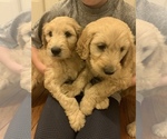 Small Photo #1 Goldendoodle Puppy For Sale in TUPELO, MS, USA