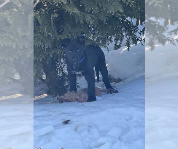 Medium Photo #2 German Shepherd Dog-Unknown Mix Puppy For Sale in Woodbury, NY, USA