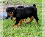 Small Photo #13 Rottweiler Puppy For Sale in PELHAM, GA, USA