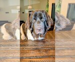 Small Photo #10 Newfoundland Puppy For Sale in LAS VEGAS, NV, USA