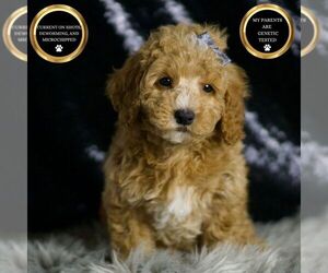 Goldendoodle (Miniature) Puppy for Sale in WARSAW, Indiana USA