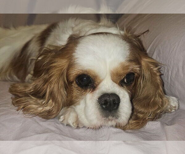 Medium Photo #3 Cavalier King Charles Spaniel Puppy For Sale in Lee's Summit, MO, USA