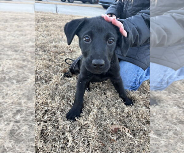 Medium Photo #5 Labrador Retriever-Unknown Mix Puppy For Sale in Mooresville, NC, USA