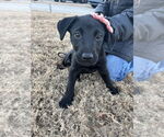 Small #4 Labrador Retriever Mix